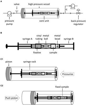 N-terminus GTPase domain of the cytoskeleton protein FtsZ plays a critical role in its adaptation to high hydrostatic pressure